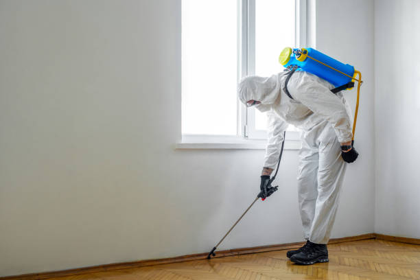 Best Wasp Removal Services  in Justice, IL