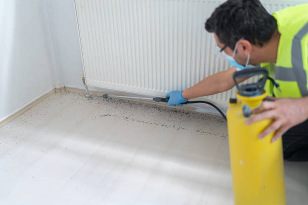 Best Termite Control Services  in Justice, IL